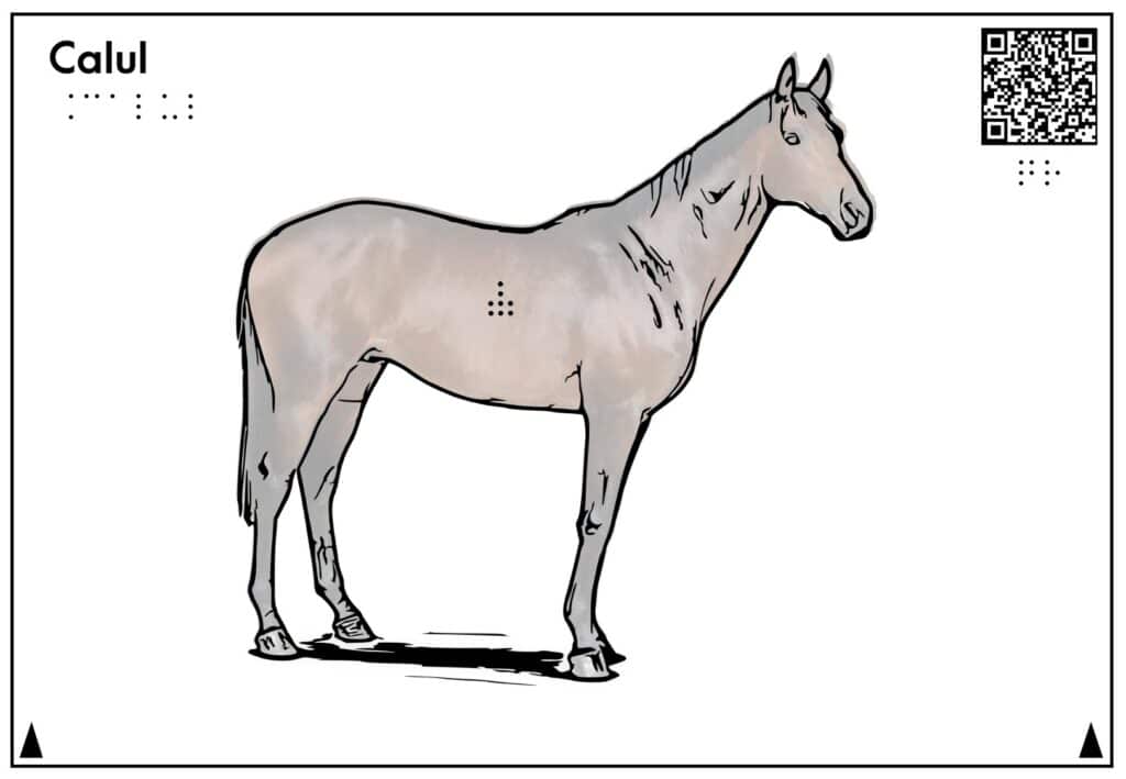 Planșă tactilă care reprezintă și descrie calul