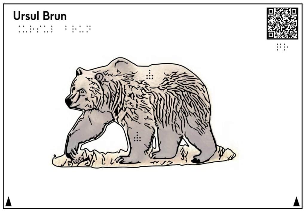 Planșă tactilă care reprezintă și descrie ursul brun