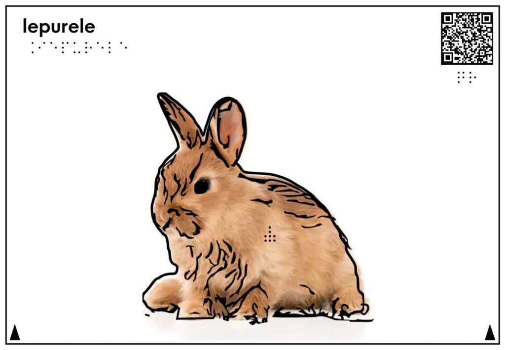 Planșă tactilă care reprezintă și descrie iepurele