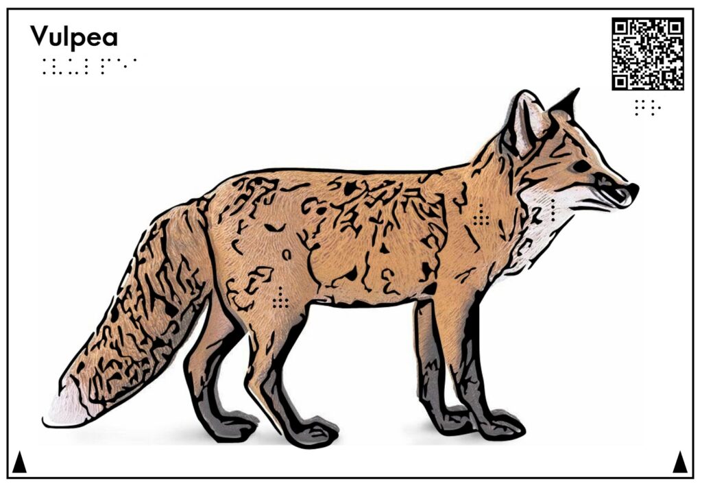 Planșă tactilă care reprezintă și descrie vulpea