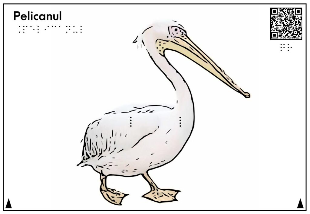 Planșă tactilă care reprezintă și descrie pelicanul