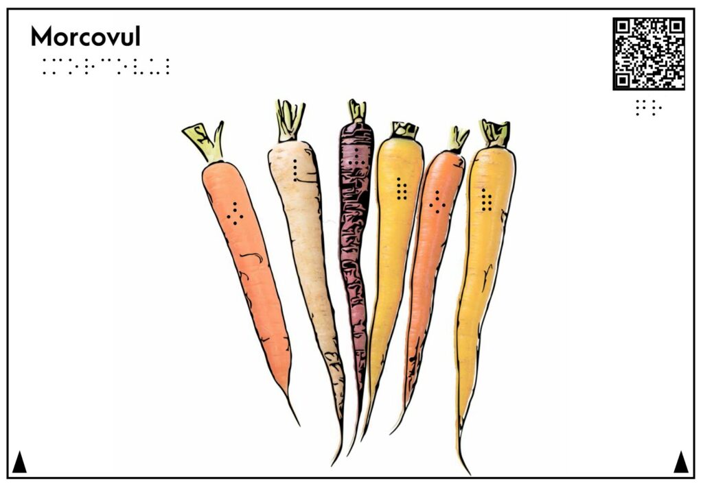 Planșă tactilă care reprezintă și descrie morcovul