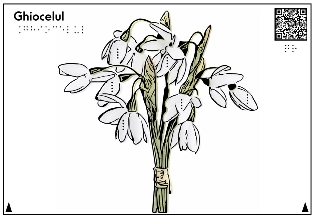 Planșa reprezintă și descrie ghiocelul și un buchet de ghiocei albi cu frunze verzi.