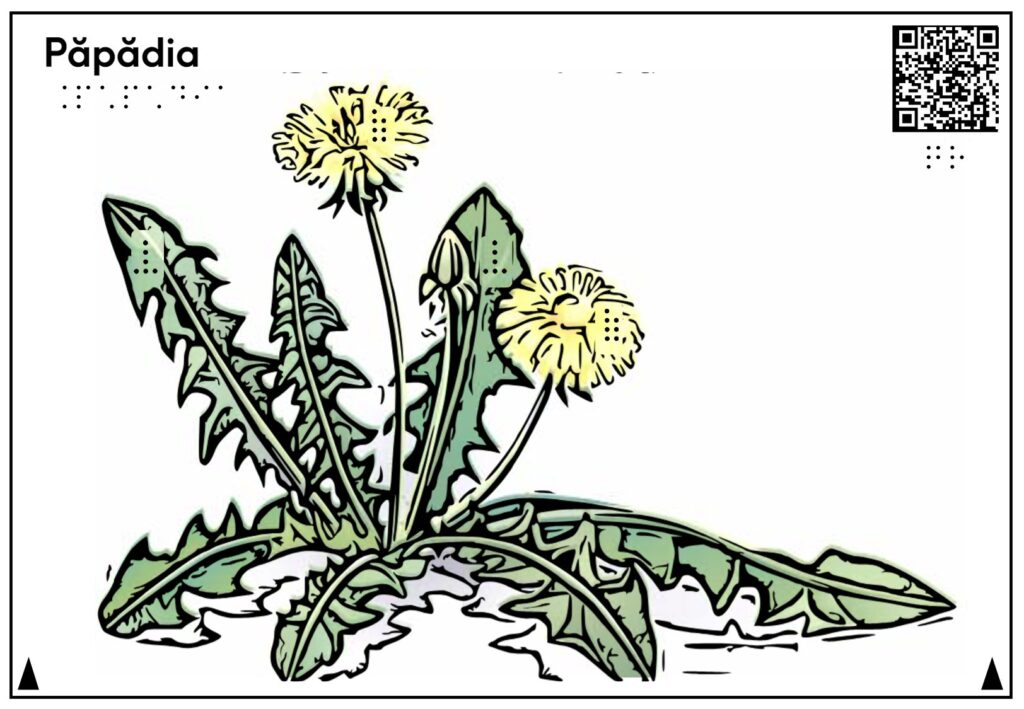 Planșa reprezintă și descrie păpădia și o păpădie cu două flori galbene și frunze verzi.