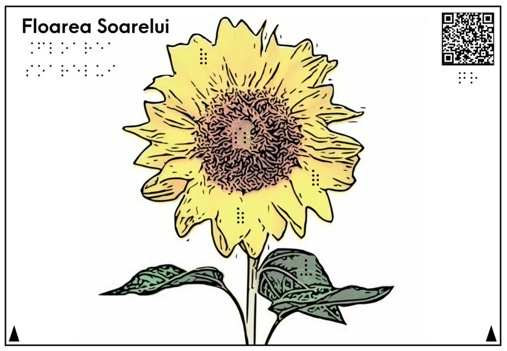 Planșa reprezintă și descrie floarea soarelui și o floarea soarelui galbenă cu semințe negre, tulpină și frunze verzi.