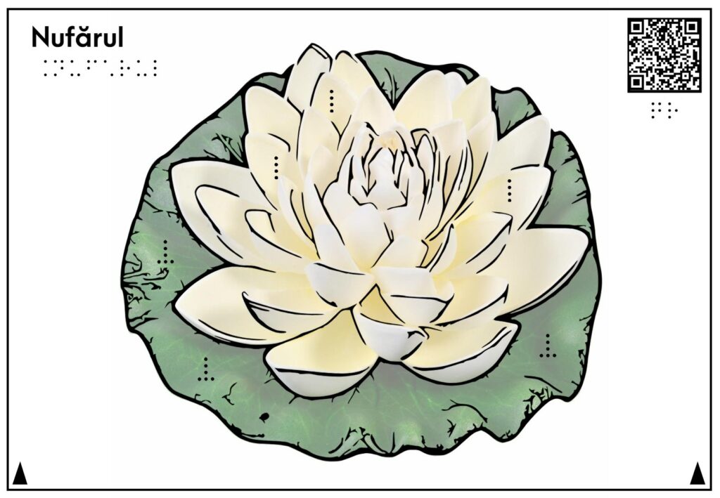 Planșa tactilă reprezintă și descrie nufărul, un nufăr alb cu petale albe și frunze verzi